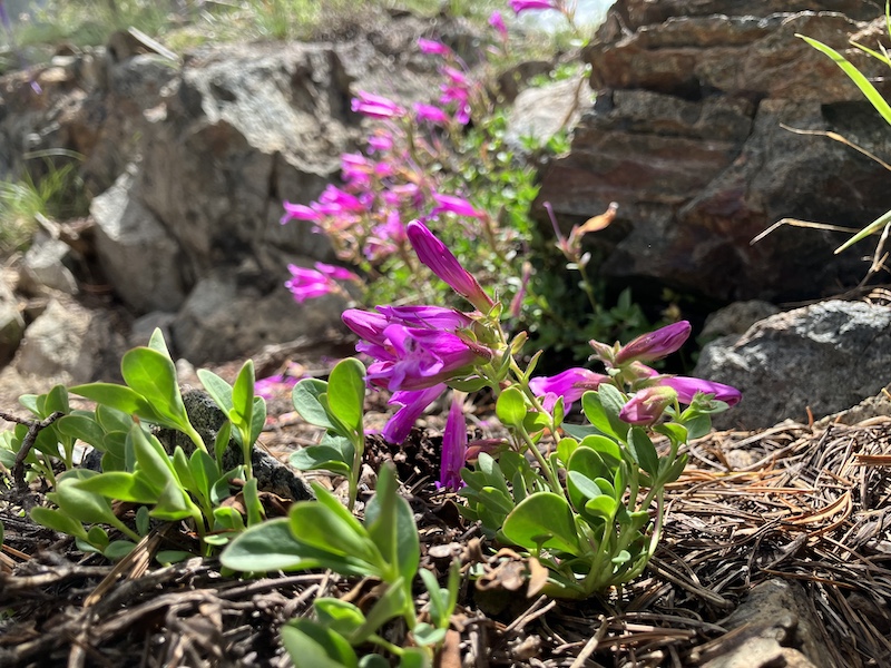 P. newberryi x P. davidsonii hybrid at Virginia Lakes