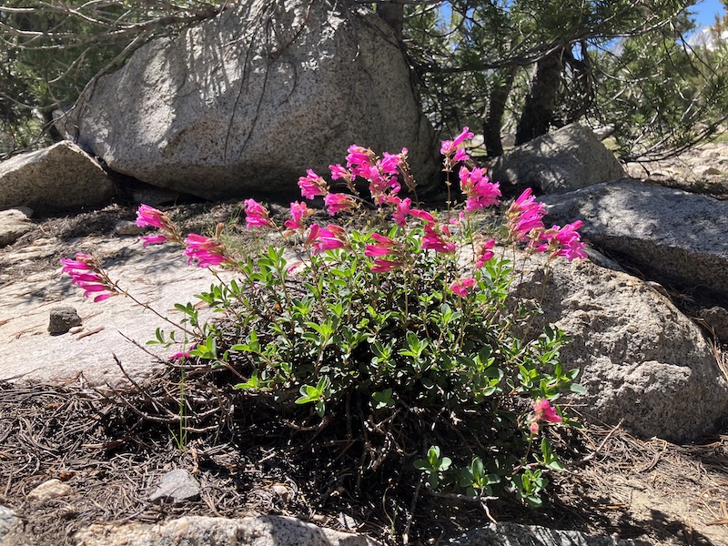 P. newberryi at Gem Lakes