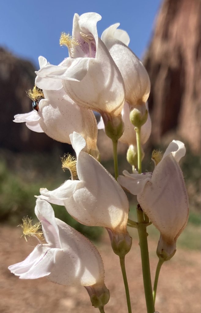 Inflorescence of P. palmeri