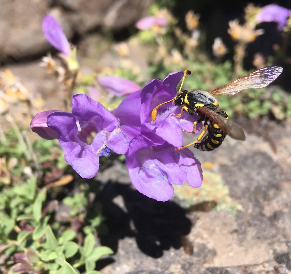 Penstemon wasp (Pseudomasaris vespoides) on P. davidsonii var. praeteritus