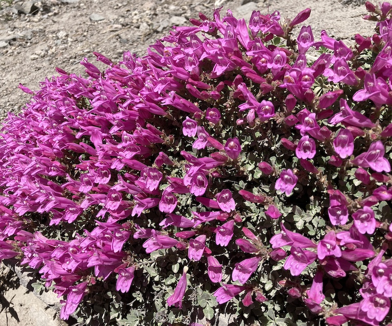P. rupicola in bloom at Crater Lake
