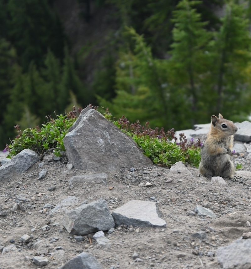 Ground squirrel standing in front of P. davidsonii